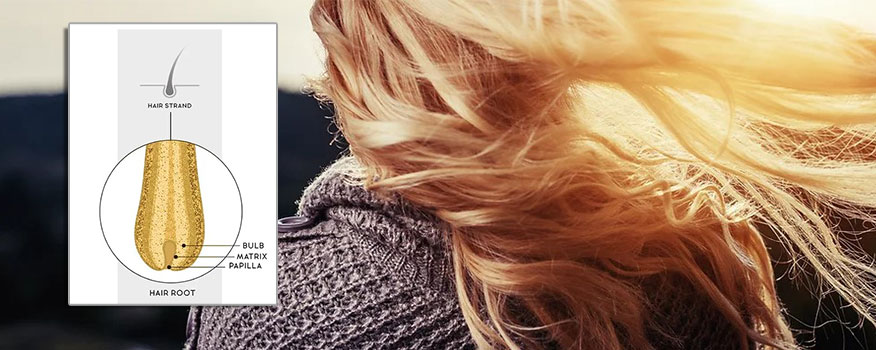 Hair Follicle Test
